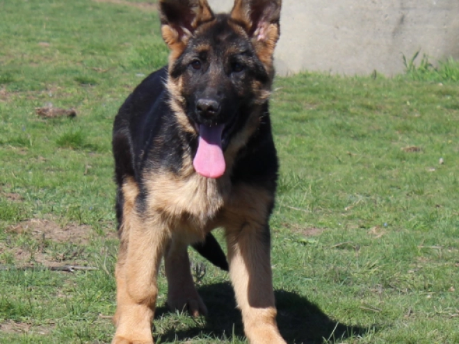 German Shepherd Dog puppy for sale