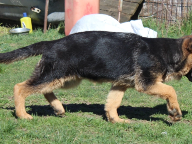 German Shepherd Dog puppy for sale