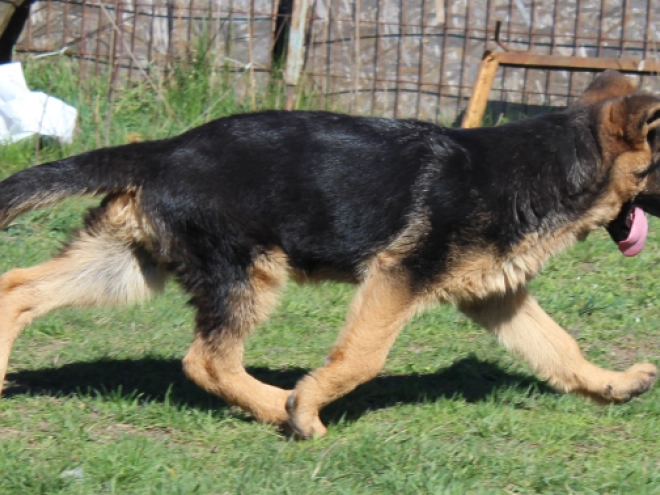 German Shepherd Dog puppy for sale