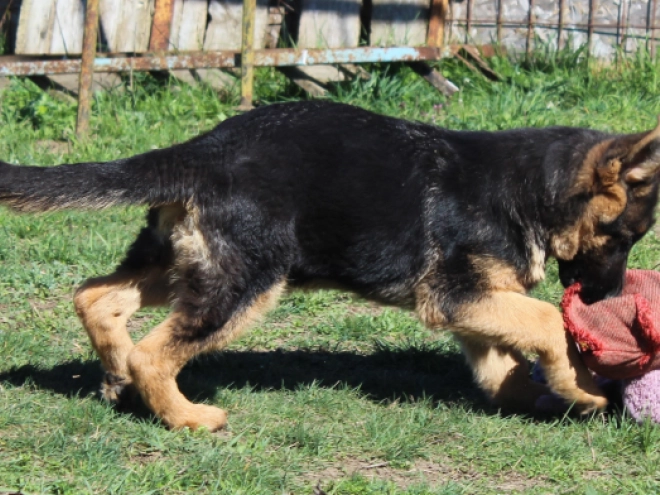 German Shepherd Dog puppy for sale