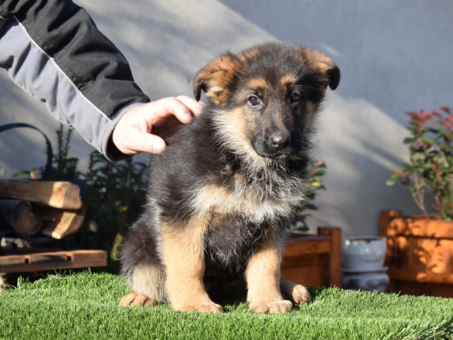 German Shepherd Dog puppy for sale
