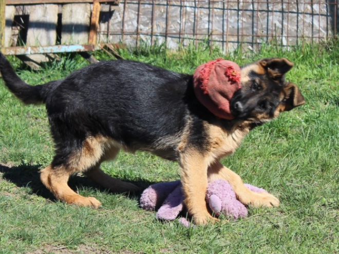 German Shepherd Dog puppy for sale