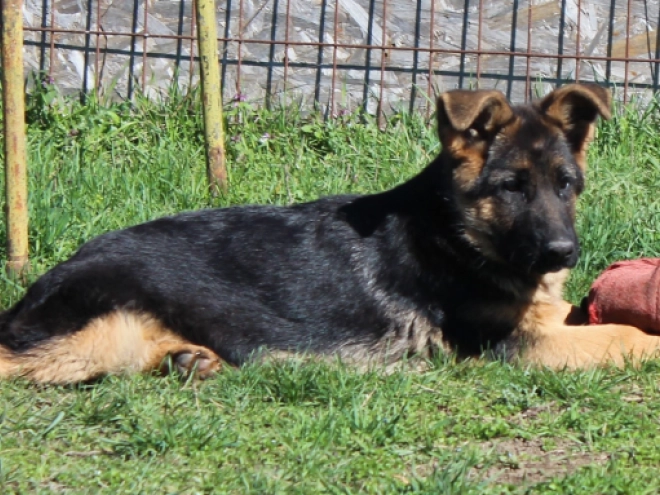 German Shepherd Dog puppy for sale