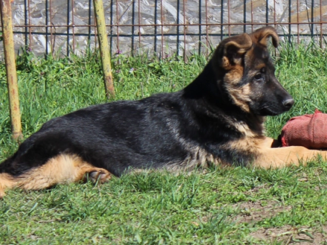 German Shepherd Dog puppy for sale