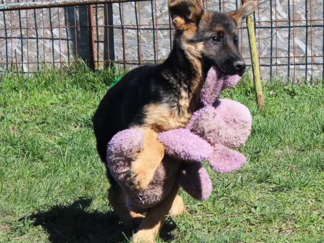 German Shepherd Dog puppy for sale