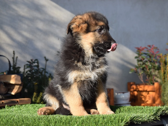 German Shepherd Dog puppy for sale