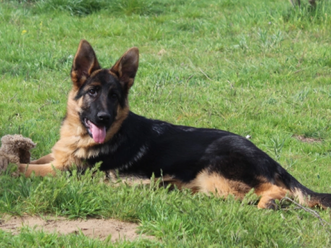 German Shepherd Dog puppy for sale