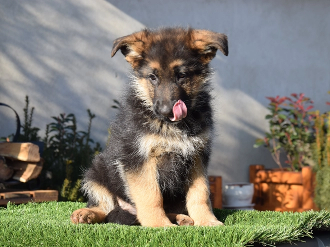 German Shepherd Dog puppy for sale