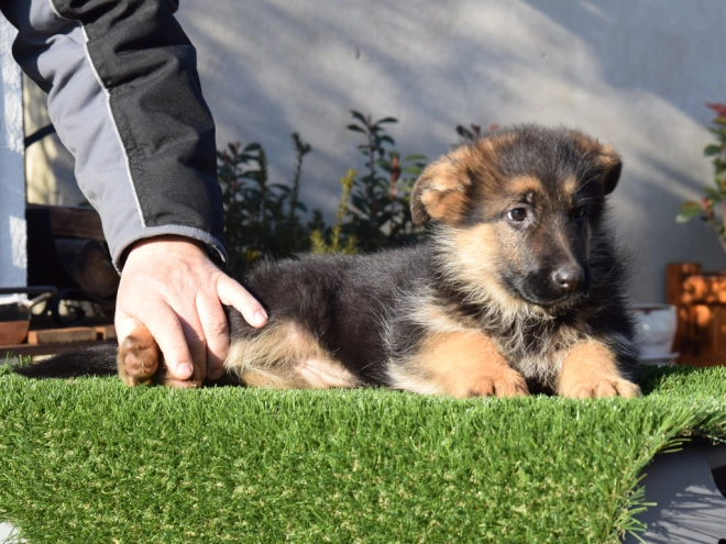 German Shepherd Dog puppy for sale