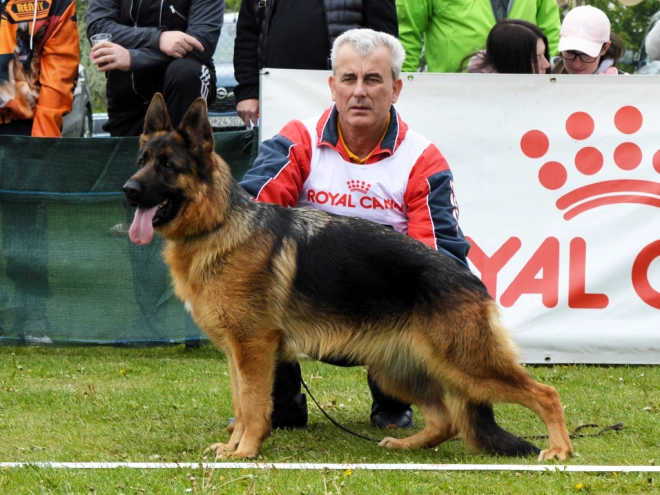 German Shepherd Dog puppy for sale