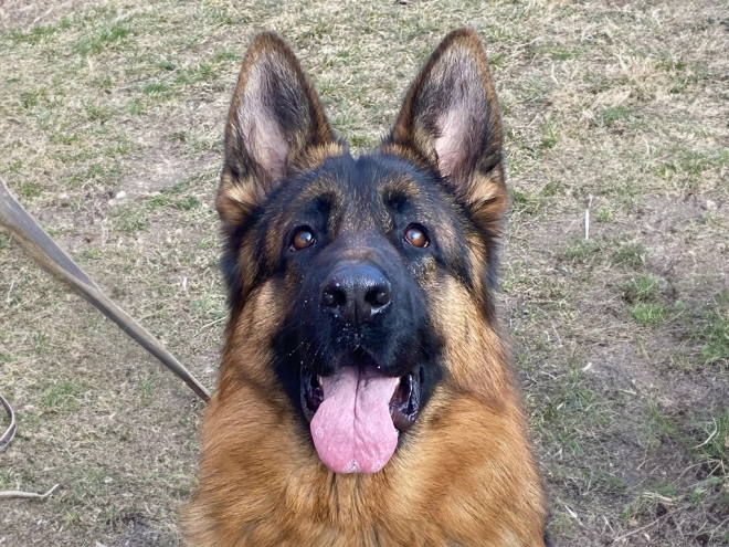 German Shepherd Dog puppy for sale