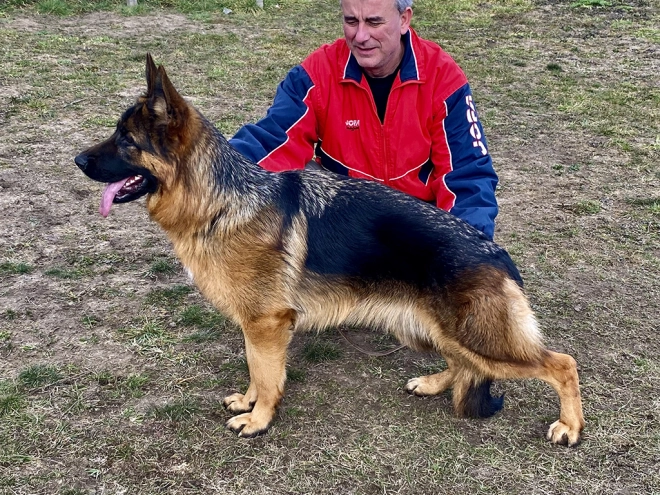 German Shepherd Dog puppy for sale