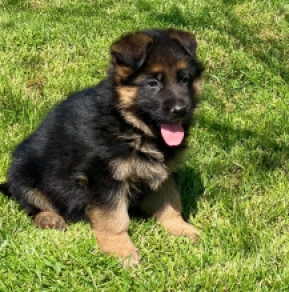 Deutscher Schäferhund Welpe kaufen