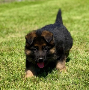 Deutscher Schäferhund Welpe kaufen