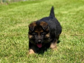 German Shepherd Dog puppy for sale