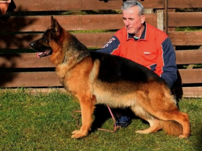 German Shepherd Dog puppy for sale