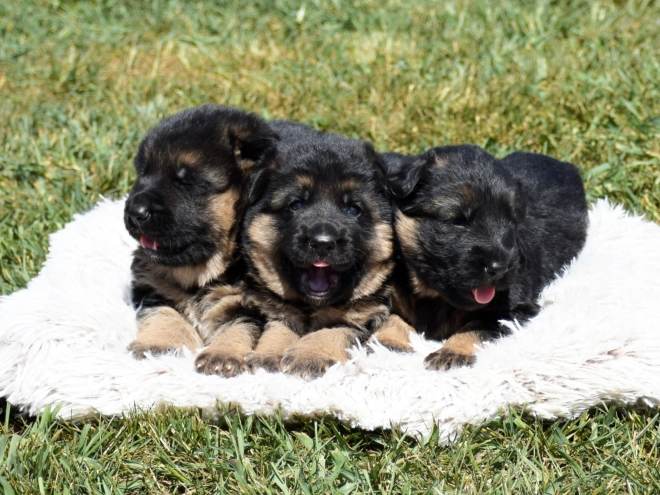 German Shepherd Dog puppy for sale