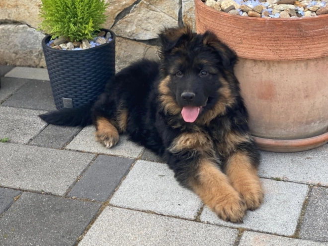 German Shepherd Dog puppy for sale