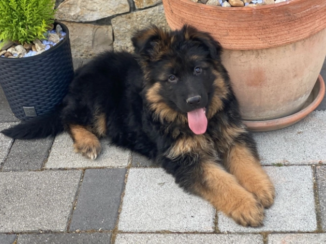 German Shepherd Dog puppy for sale