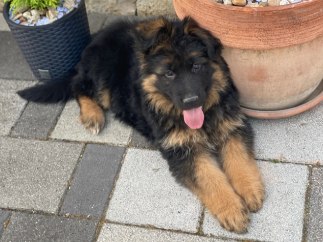 German Shepherd Dog puppy for sale