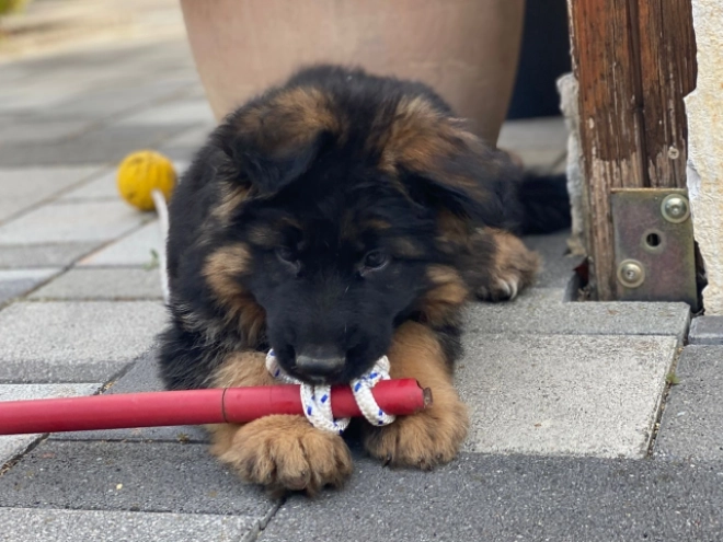 German Shepherd Dog puppy for sale