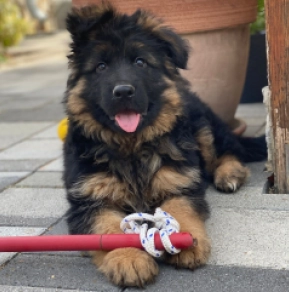 German Shepherd Dog puppy for sale