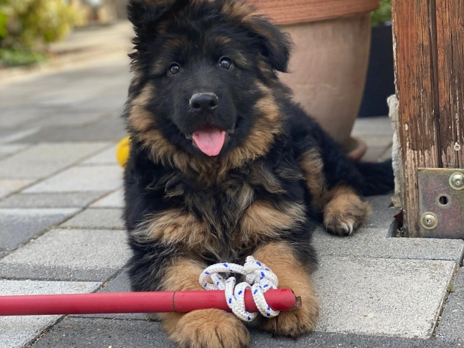 German Shepherd Dog puppy for sale