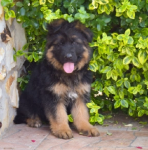 Deutscher Schäferhund Welpe kaufen