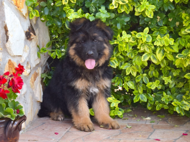 German Shepherd Dog puppy for sale
