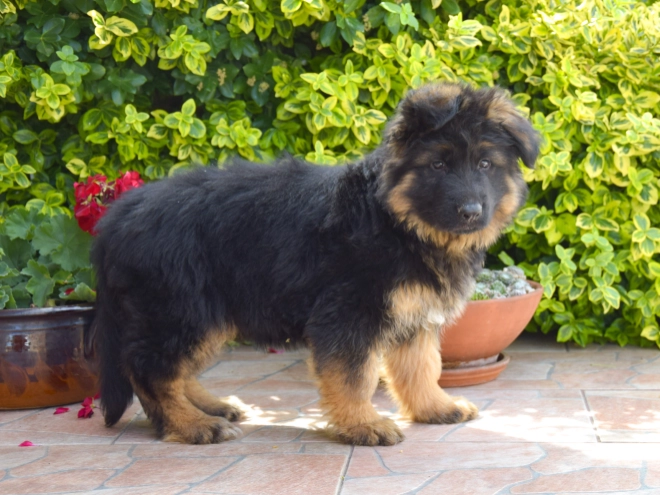 German Shepherd Dog puppy for sale