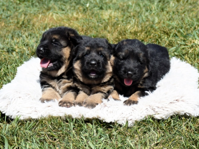German Shepherd Dog puppy for sale
