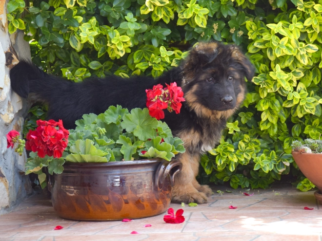 German Shepherd Dog puppy for sale