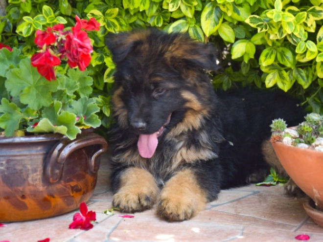 German Shepherd Dog puppy for sale