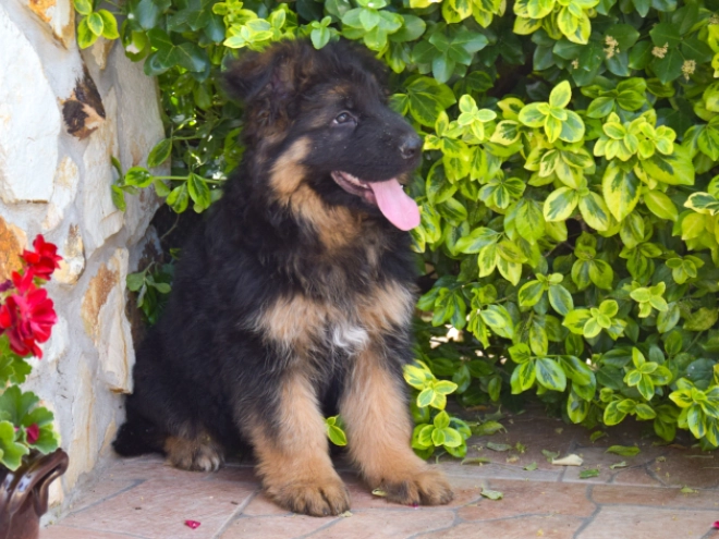German Shepherd Dog puppy for sale