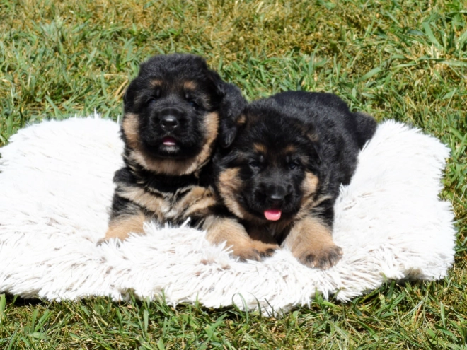 German Shepherd Dog puppy for sale