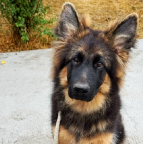 German Shepherd Dog puppy for sale