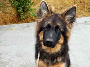 German Shepherd Dog puppy for sale