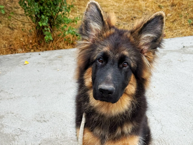 German Shepherd Dog puppy for sale