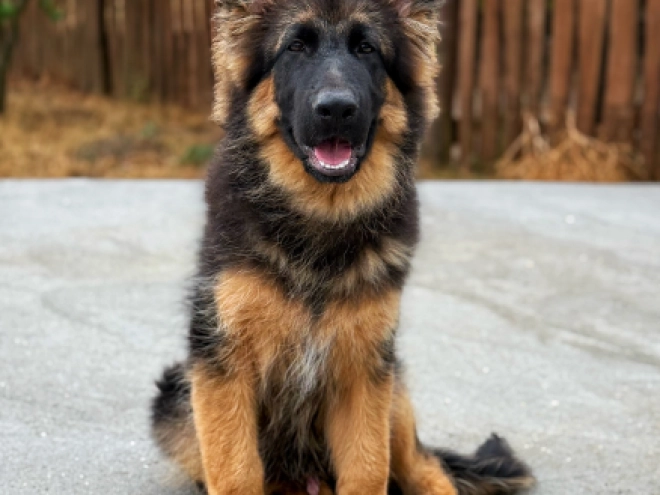 German Shepherd Dog puppy for sale