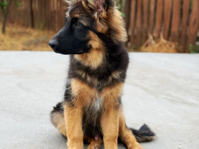 German Shepherd Dog puppy for sale