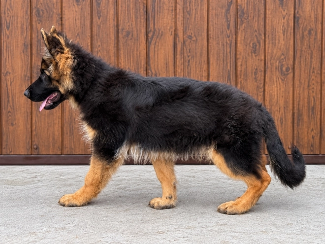 German Shepherd Dog puppy for sale