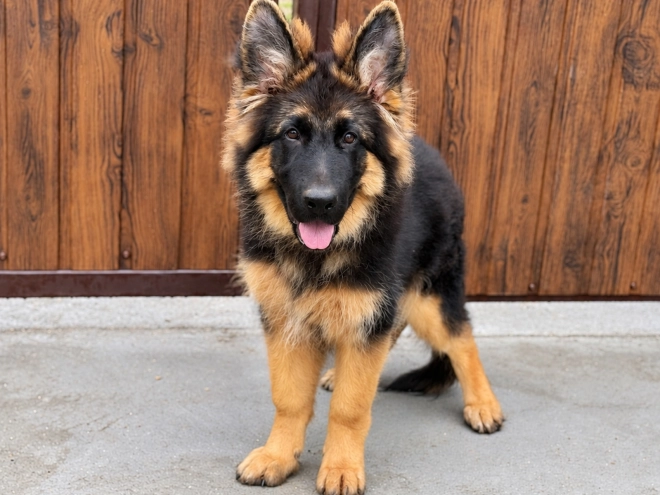German Shepherd Dog puppy for sale