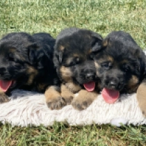 Promising litter, black and tan Pastor Alemán en venta