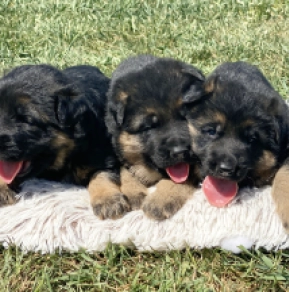 German Shepherd Dog puppy for sale