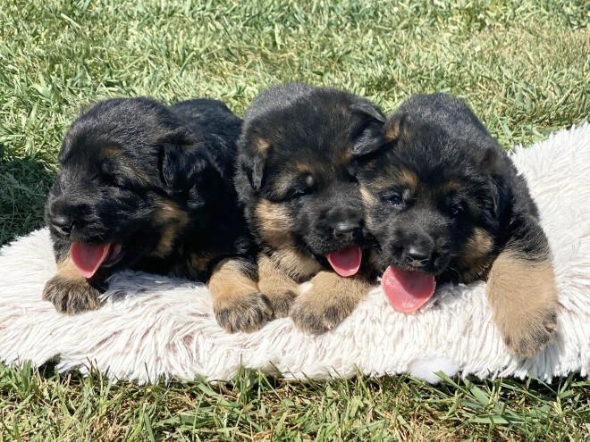 German Shepherd Dog puppy for sale