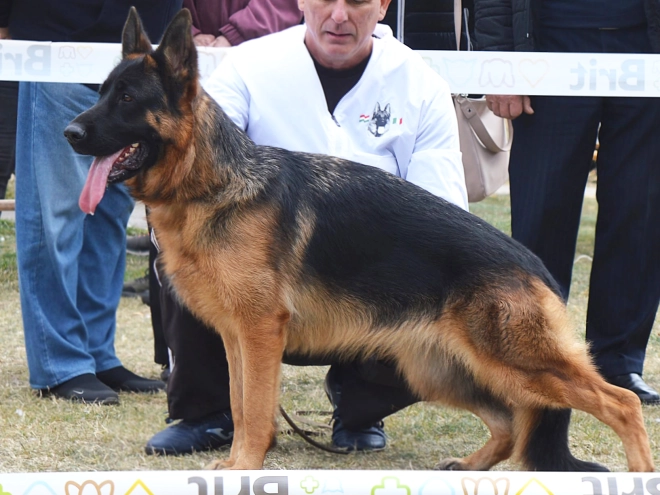 German Shepherd Dog puppy for sale