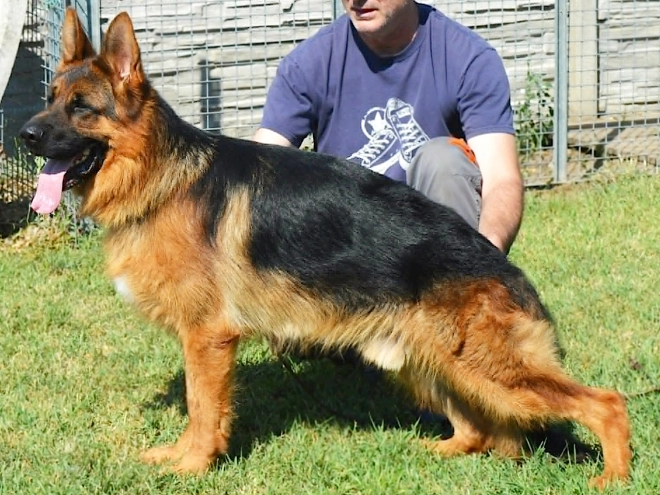 German Shepherd Dog puppy for sale