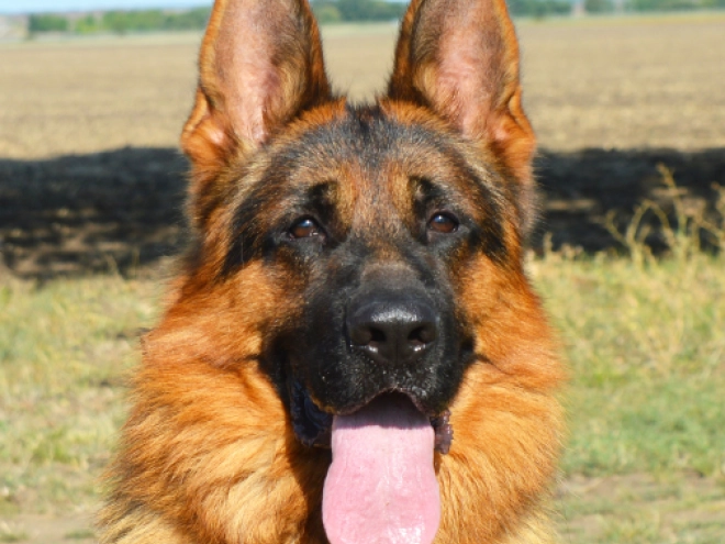 German Shepherd Dog puppy for sale