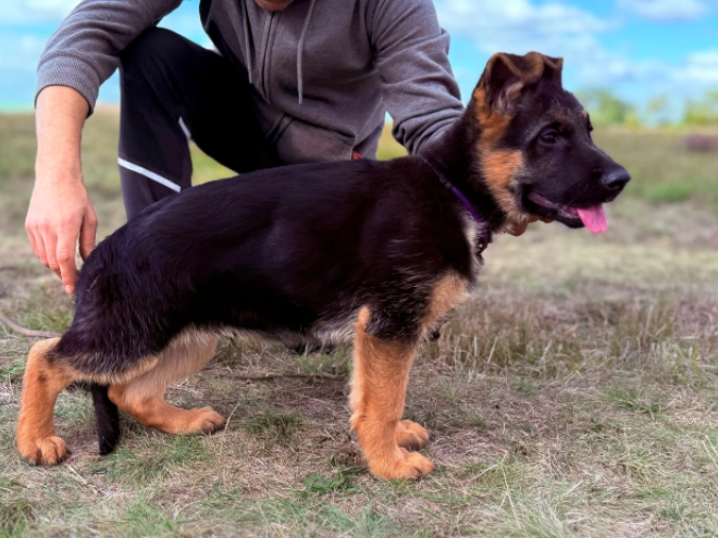 German Shepherd Dog puppy for sale