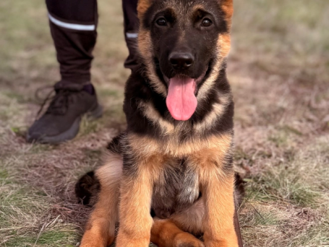 German Shepherd Dog puppy for sale